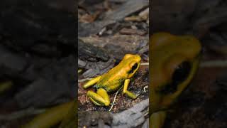 Um Dos Animais Mais Venenosos shorts rãdourada phyllobatesterribilis sapo wrap [upl. by Tterej690]