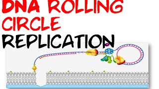 DNA rolling circle replication [upl. by Virgin]