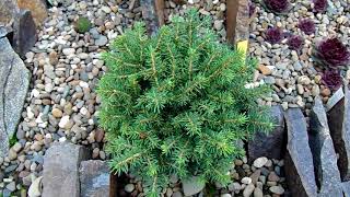 Picea abies Little Gem [upl. by Liana]