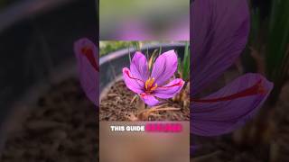 how to start saffron farming at home garden gardening [upl. by Yamauchi794]