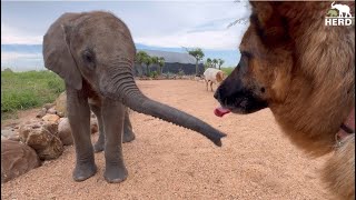 The Happiest Garden Gang with Elephant Baby Phabeni amp His Sheep and Dog Friends 💚 [upl. by Silera]