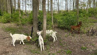 34 of an Acre of New Forage for the Goats fencing [upl. by Ahsoj320]