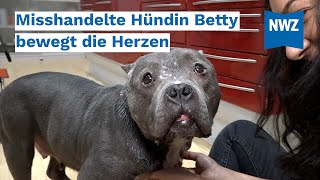 Bookholzberg Misshandelte Hündin Betty bewegt die Herzen [upl. by Robby717]