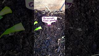 Part 21 of my gardening journey gardening vegetables broccoli [upl. by Nortyad]