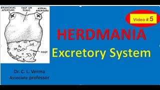 Excretory system of Herdmania [upl. by Elonore737]