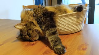 What to do on a rainy afternoon  Norwegian Forest Cats [upl. by Sumerlin]