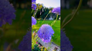 Caucasian pincushion flowerlomelosia caucasica flower flowers caucasian [upl. by Ferree]