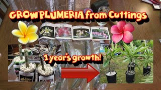 Tricks for Growing Hawaiian Plumeria from Cuttings 🌺 Even Indoors in the Winter [upl. by Eesyak]