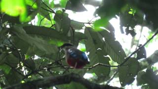 Green breasted Pitta  Pitta reichenowi at Kibale Forest National Park of Uganda by Crammy Wanyama [upl. by Saalocin]