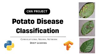 Potato Disease Classification Project  Convolutional Neural Network CNN  Deep Learning [upl. by Nosinned]