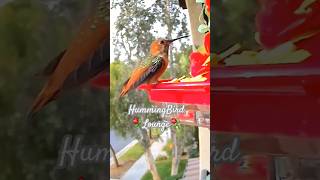 Allens Hummingbird Feeder⚘️ at HummingBird Lounge ⚘️ [upl. by Ardnama]