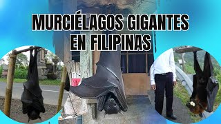 5 animales gigantes encontrados en comparación con su especie [upl. by Mitran]