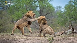 African Lions  National Geographic Documentary [upl. by Hoisch398]