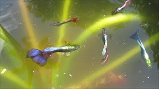 Neon Blue Guppies Make Good Pond Fish Because of their Color When Viewed from Above [upl. by Carnes]