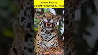 Leopard Roar 🐆 9873277136 [upl. by Chemaram]