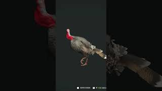 Pavos en te awaroa thehuntercallofthewild caza cazamayor gameplay gaming juegosparamovil [upl. by Tinaret]