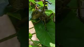 Giant weta comparing to a hand sized leaf it sits on NZendemic weta insect wildlife animals [upl. by Adneram]