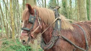 Belgian Draft Horses 3 excellent logging horses at work in the forest [upl. by Avon]