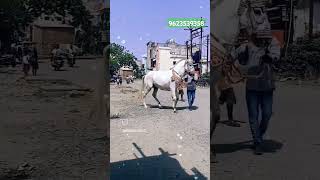 WARORA district Chandrapur9623539358🐎🐎 [upl. by Teagan]