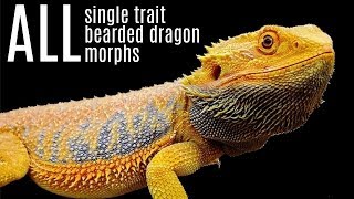 ALL Bearded Dragon Morphs  All Singletrait Bearded Dragon Morphs [upl. by Colburn99]