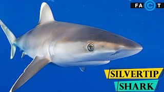 Silvertip Shark  A Majestic Predator of the Ocean [upl. by Ajiak]