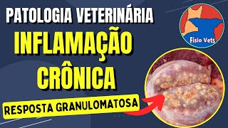 Inflamação Crônica  Características e tipos de granulomas  Patologia Veterinária [upl. by Mcroberts]