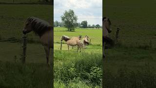 three brown horses standing in a field [upl. by Carrington347]