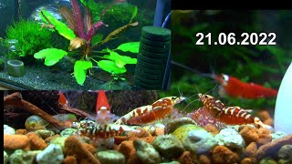 Wie hält man Zwerggarnelen und wie vermehrt man die Garnelen im Aquarium Viele Fakten und Theorie [upl. by Neleb992]