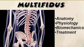 Anatomy and Biomechanics of Multifidus  All about Multifidus muscle  Physiotherapy [upl. by Ellon]