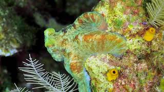 Caribbean Reef Octopus camouflage [upl. by Shotton]