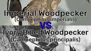 Imperial Woodpecker Vs Ivory Billed Woodpecker [upl. by Lodge]