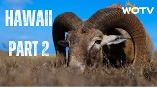 Hawaii Part 2  Mouflon Hybrids [upl. by Arica]