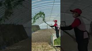 The process of feeding grasshoppers locusts on the farm [upl. by Anal]