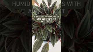 Meet the Peperomia Rosso [upl. by Areem]