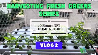 Green Amaranthus  Harvesting Fresh Greens Series  Vlog 2  Hydroponics  NFT  Chennai gardening [upl. by Yriek]