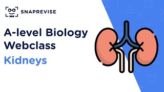 Alevel Biology Revision Sessions Kidneys [upl. by Bobbette]