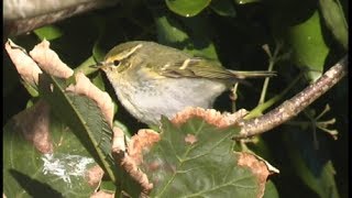 Pouillot à grands sourcils  Philloscopus inornatus [upl. by Niwhsa218]