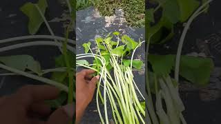 ត្រកួនសខ្ចីស្រួយៗwater convolvulusspinach [upl. by Laurianne]