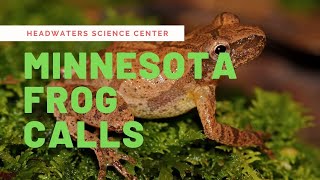 Minnesota Frog Calls [upl. by Panthia]