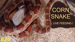 LIVE FEEDING  Corn Snake REGURGITATES mouse but then finally eats it [upl. by Syxela]