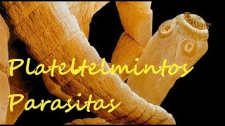 Platelmintos Parasitas [upl. by Assiram]