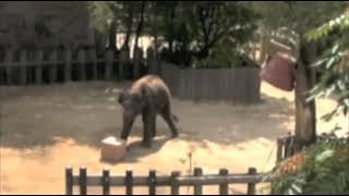 Kandula National Zoo insightful problem solving 2 [upl. by Eldreda]