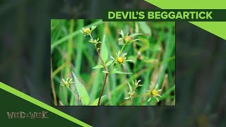 Weed of the Week 1083 Devils Beggartick Air Date 1619 [upl. by Roslyn]