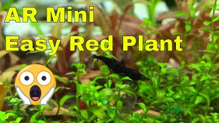 AR Mini Easy to grow Red Aquarium Plant without CO2 [upl. by Gascony]