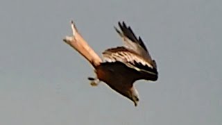 Kania ruda patroluje teren  Red kite is patrolling the area  Milvus milvus  Luňák červený [upl. by Mckeon]