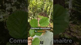 Comment reconnaître le noisetier 🌳noisetier arbres forêt naturecomestible plantessauvages [upl. by Keldah]