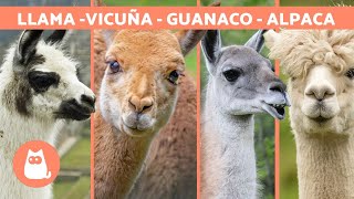 LLAMA vs ALPACA vs VICUÑA vs GUANACO 🦙 How to Tell the DIFFERENCE [upl. by Cassius]