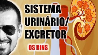 Sistema ExcretorUrinário  Os Rins e a filtragem do sangue  Anatomia Humana  VideoAula 030 [upl. by Hachmin739]