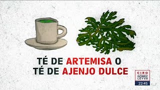 ¿Té de artemisa o ajenjo dulce es bueno contra el Covid 19  Noticias con Ciro Gómez Leyva [upl. by Brubaker]