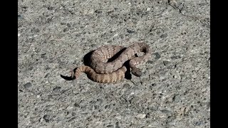 Panamint Rattlesnake in Death Valley National Park [upl. by Corbie]